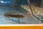 Salamandra meksykańska w akwarium