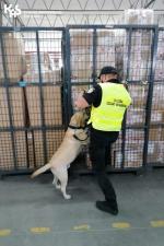 Funkcjonariusz w kamizelce z napisem Służba -Celno-Skarbowa z psem służbowym podczas przeszukania boksów z przesyłkami
