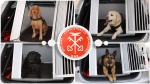 Kolaż złożony z czterech zdjęć psów służbowych siedzących w specjalnych klatkach w bagażniku samochodu