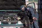 Funkcjonariuszka Służby Celno-Skarbowej przeszukuje samochód osobowy.