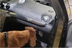 Pies przeszukujący kokpit samochodu.