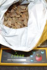 Reklamówka wypełniona bursztynami leży na wadze elektronicznej. Odczyt z wagi wskazuje wartość 2988,8 kg.